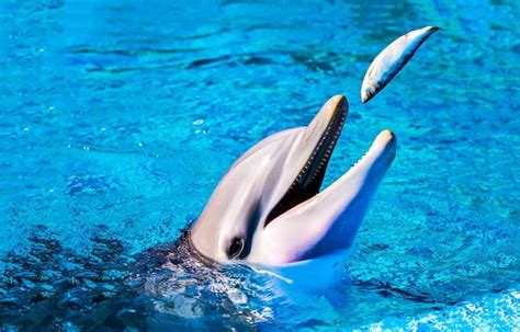 que comen los delfines - que es la miopia